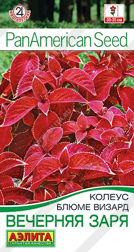Цветы Колеус блюме Вечерняя заря 5 шт ц/п Аэлита (комн.)