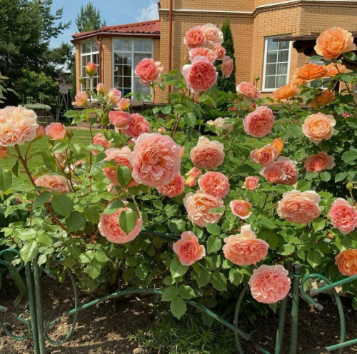 Abraham Darby