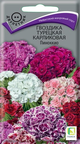 Цветы Гвоздика турец. (бородатая) Пиноккио, карликовая 0,3 г ц/п Поиск (двул.)