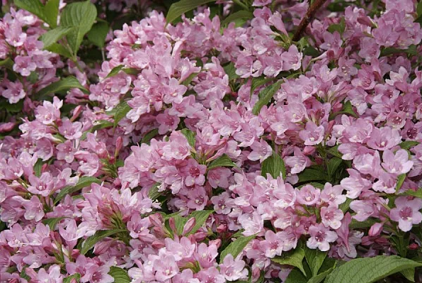 Вейгела Rosea (Розеа)