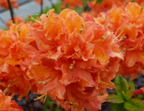 Рододендрон Mandarin Lights (Мандарин Лайтс)
