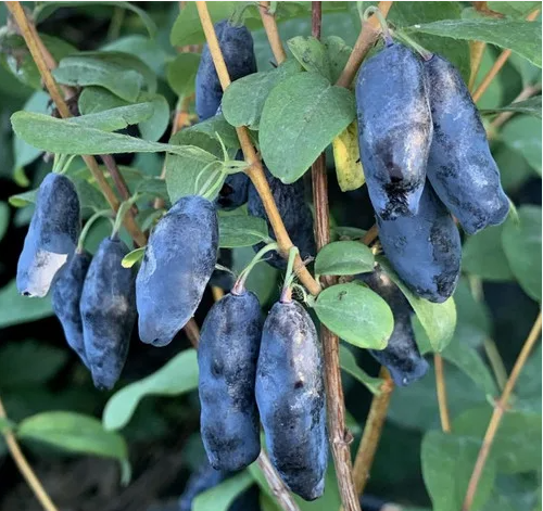Жимолость Blue Banana (Блю Бэнан)