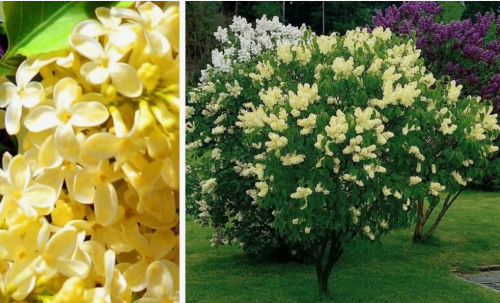 Сирень Primrose (Примроуз)