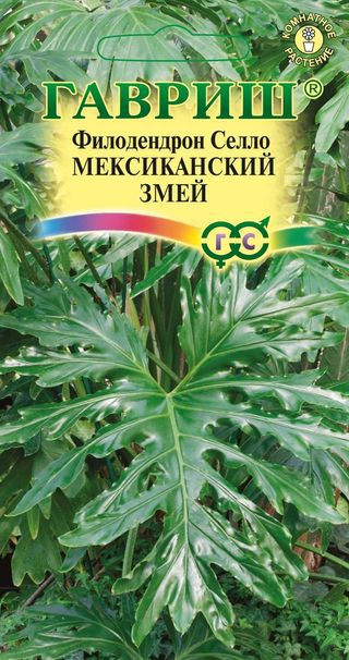 Цветы Филодендрон Селло мексиканский змей, 5 шт ц/п Гавриш (комн.)