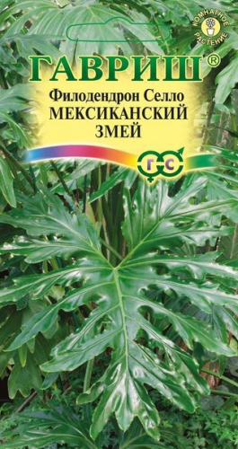 Цветы Филодендрон Селло мексиканский змей, 5 шт ц/п Гавриш (комн.)