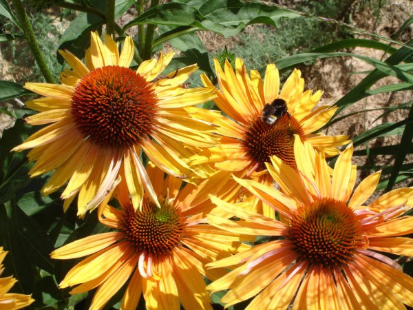 Эхинацея Echinacea big Kahuna