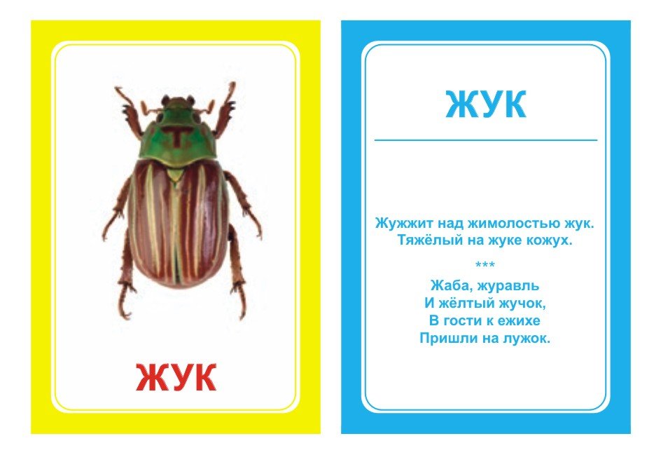 Жук картинка для детей для логопеда