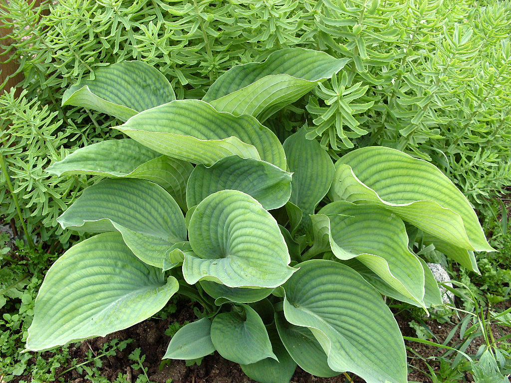 Хоста зибольда фото и описание. Хоста Зибольда Hosta sieboldiana. Хоста Зибольда elegans. Хоста Твист лайм. Хоста Зибольда Сноусторм.