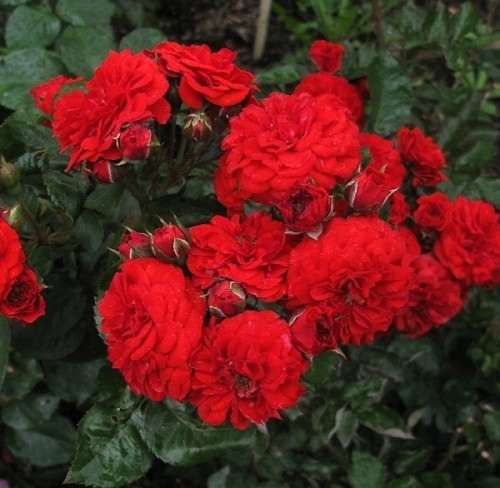 Rose Von Oldenburg 4568