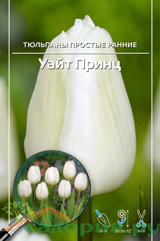 Тюльпан Уайт Принц Фото