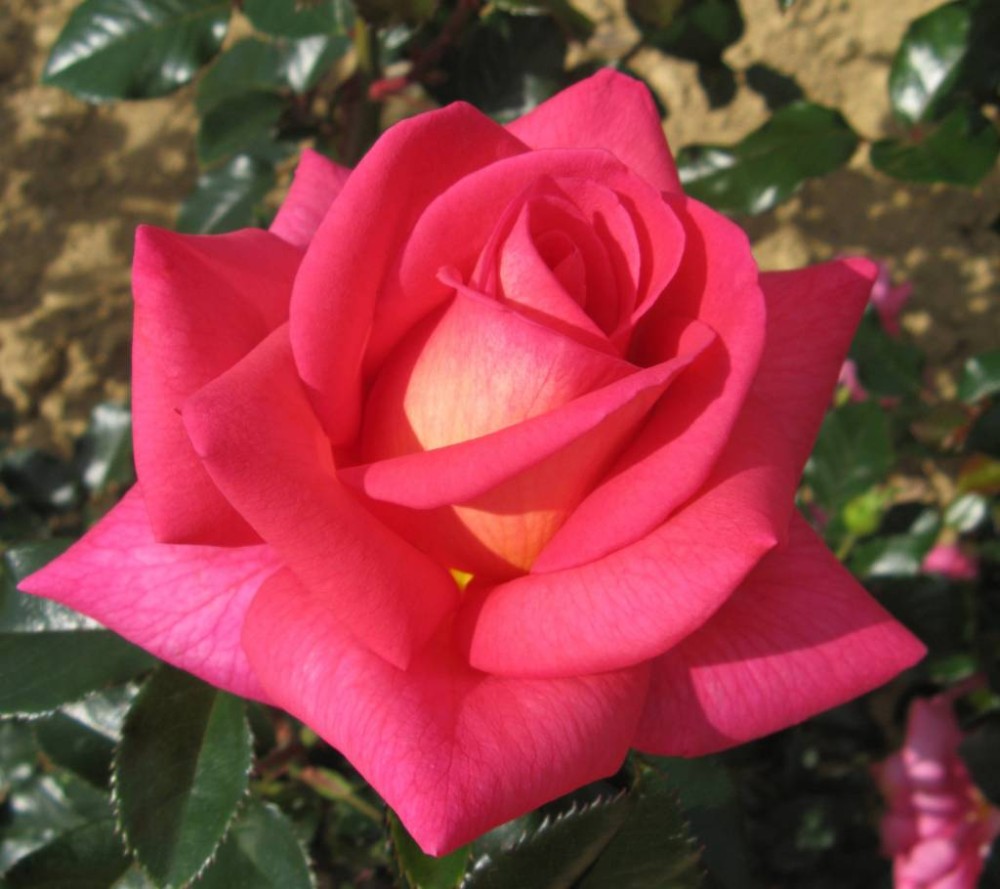 Роза fragrant Alizee