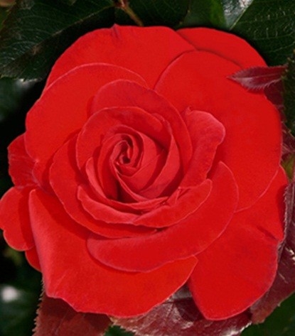 Роза коррида фото и описание