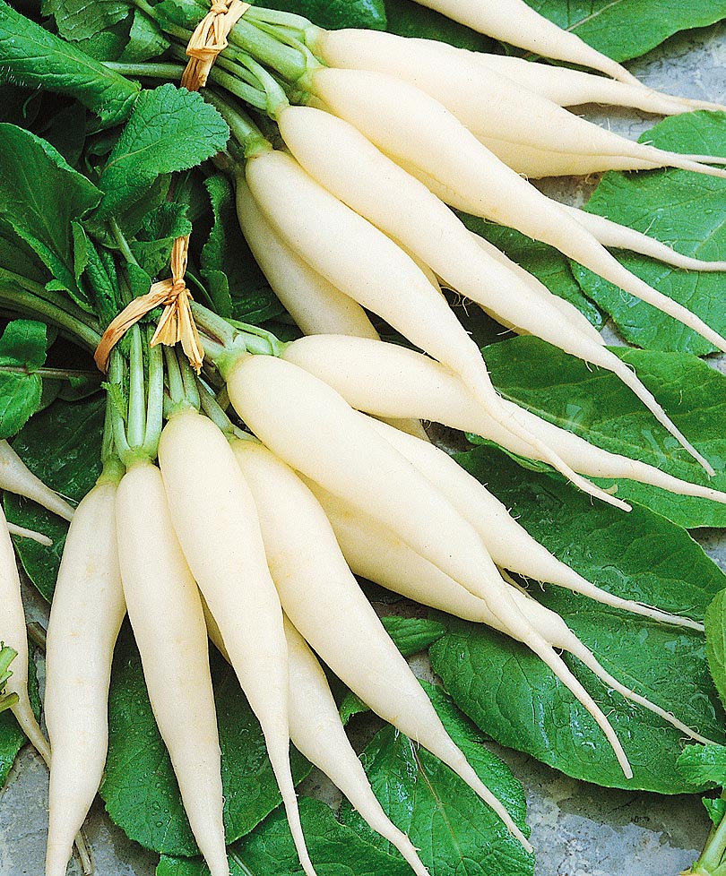 Редиска белая длинная. Редис Ледяная сосулька. Сорт редиса Рампоуш. Редис белый клык. Белый длинный овощ
