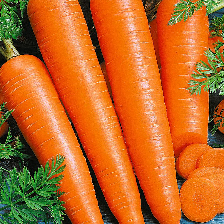 ПС Морковь Поздняя сладкая F1~2175