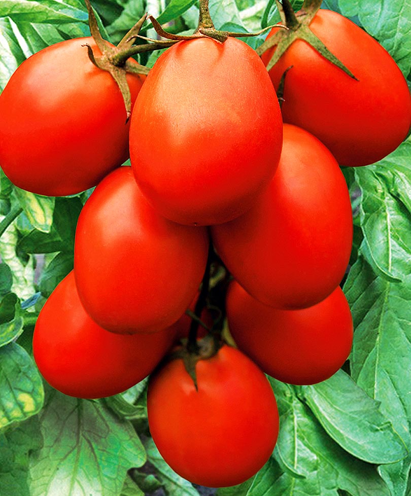 Семена томатов название. Томат Засолочное чудо. Томат Альгамбра f1. Томат Сибирское чудо. Томат диво.