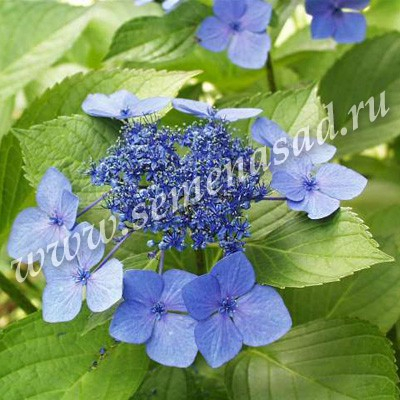 Гортензия крупнолистовая Блю Вейв (цветки голубые)