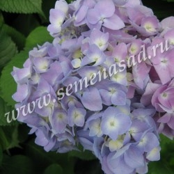 Гортензия крупнолистовая Никко Блю (цветки голубые)