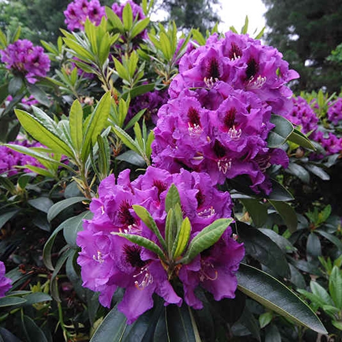 Рододендрон гибридный Распутин (цветки насыщенно-фиолетовые, с темным пятном на верхнем лепестке)