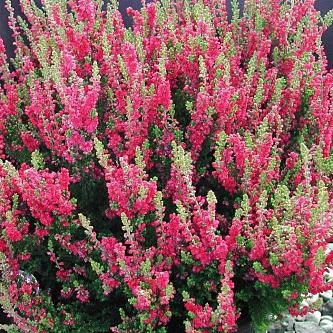 Вереск обыкновенный Дарк Бьюти (цветки светло-красные)