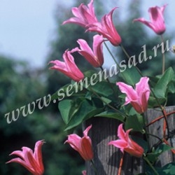 Клематис ботанический Дачес оф Албани  (розовый, тюльпановидный)