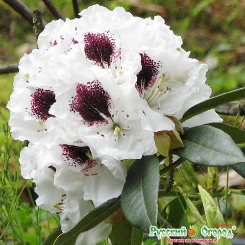 Рододендрон гибридный Сафо (цветки белые с крапинкой темно-фиолетового цвета)