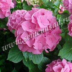 Гортензия крупнолистовая Букет Роуз (цветки розовые)