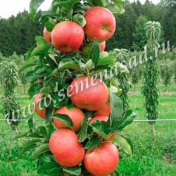 Яблоня колонновидная Кумир (в коробке) (позднеосенний, красно-полосатый)
