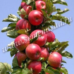 Яблоня колонновидная Арбат (в коробке) (раннеосенний, бордово-красный блестящий)