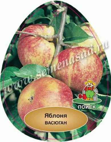 Яблоня колонновидная Васюган (в коробке) (летний, красно-полосатый)