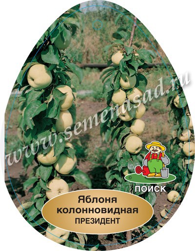 Яблоня колонновидная Президент (в коробке) (позднелетний, бело-зеленый)