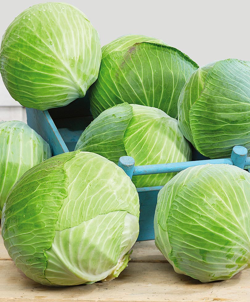 как отличить домашнюю капусту от магазинной. капуста домашние шедевры. капуста домашние шедевры. этикетка капуста квашеная квашеная. кочан белокочанной капусты.