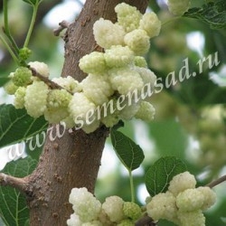 Шелковица белая Альба (лист зеленый, ягоды белые)