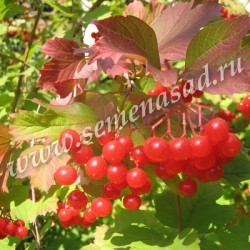 Калина красная (обыкновенная) Белорусская 3-21 (средний, малиново-вишневый)