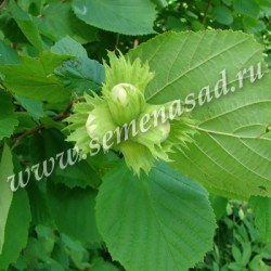 Фундук (Лещина обыкновенная) Авелана (лист зеленый, плод - орех)
