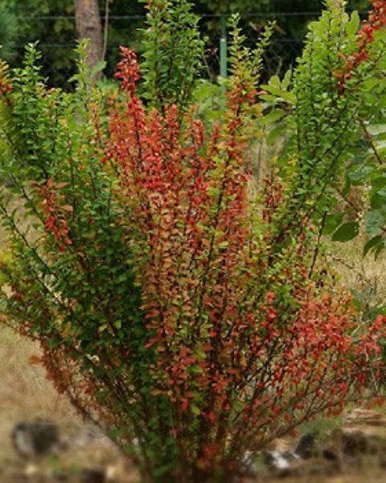 Барбарис эректа. Барбарис Тунберга erecta. Барбарис Тунберга Berberis thunbergii erecta. Барбарис Тунберга Эректа. Растение Барбарис Эректа.