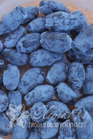 Жимолость камчатская Аврора   (Контейнер/ком P9     )