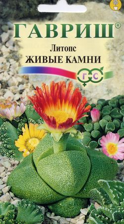 Цветы Литопс Живые Камни 5 шт ц/п Гавриш (комн.)