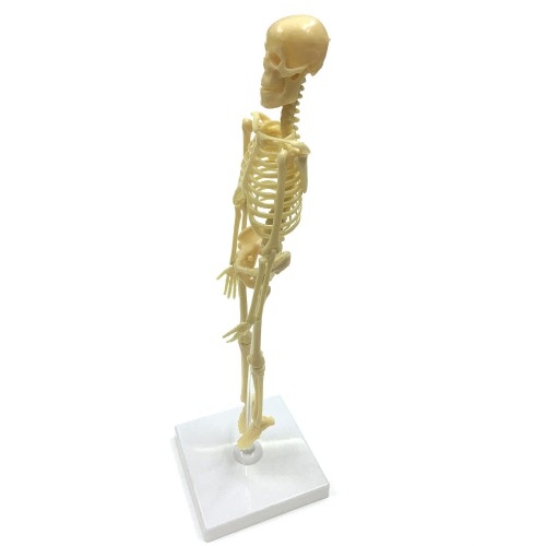 Исследовательский набор Скелет человека