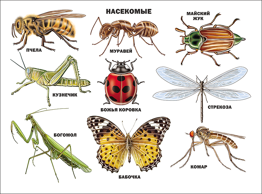 Схема насекомые для дошкольников