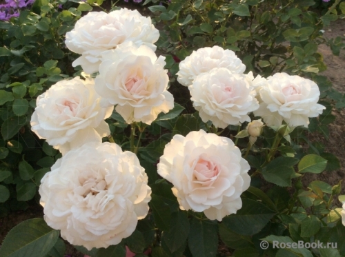 Gr. N. Eastern Rose