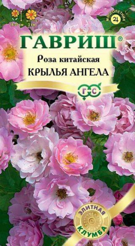 Роза Крылья ангела*китайская 5 шт. серия Элитная клумба¶