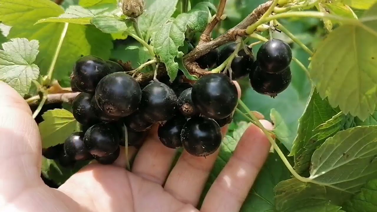 Смородина чёрная Багира