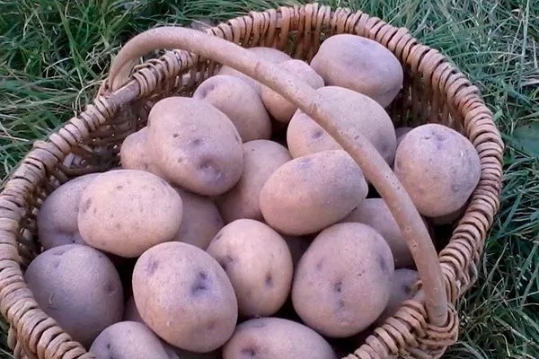 Картофель Синеглазка