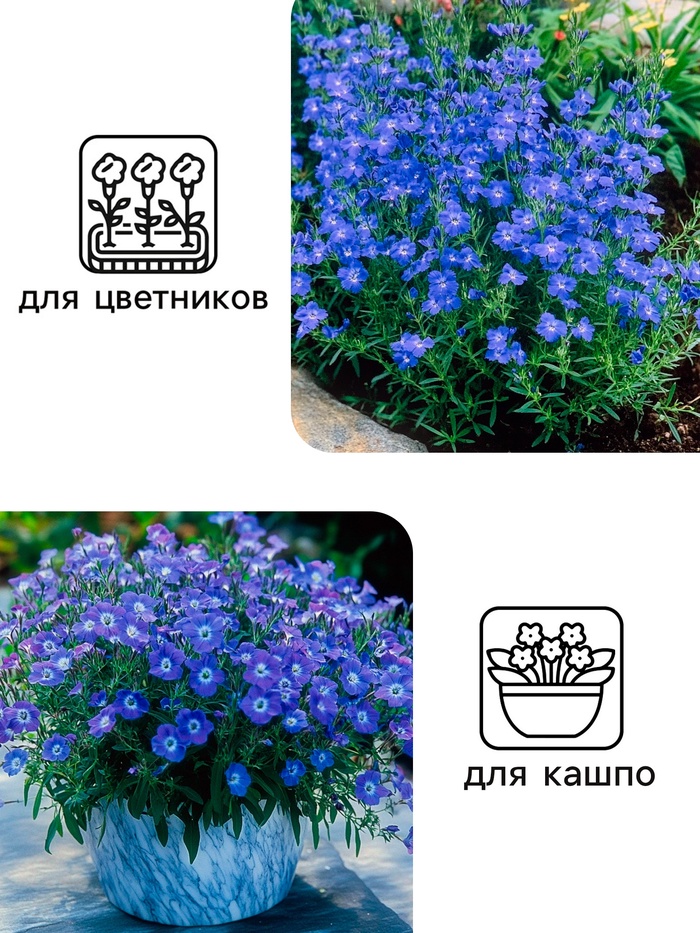 Семена цветов Лобелия