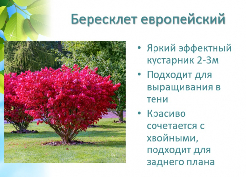 бересклет европейский