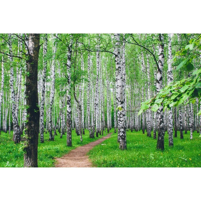 Фотобаннер, 250 × 150 см, с фотопечатью, люверсы шаг 1 м, «Тропинка», Greengo