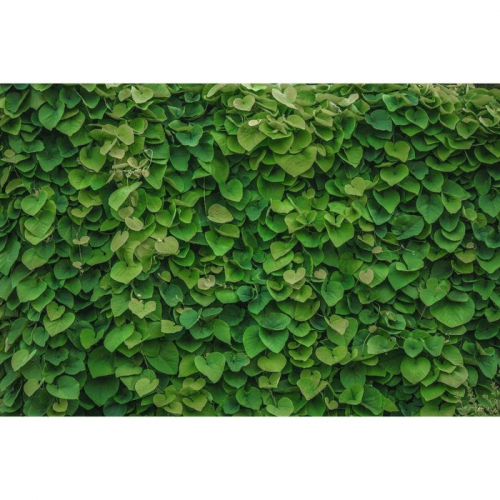 Фотобаннер, 250 × 150 см, с фотопечатью, люверсы шаг 1 м, «Зелёная стена», Greengo