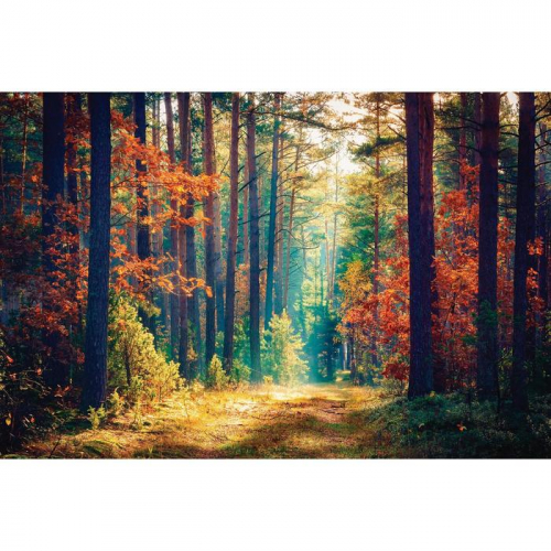 Фотобаннер, 300 × 200 см, с фотопечатью, люверсы шаг 1 м, «Осенний лес», Greengo