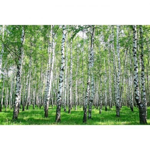 Фотобаннер, 250 × 200 см, с фотопечатью, люверсы шаг 1 м, с люверсами, «Берёзовая роща», Greengo