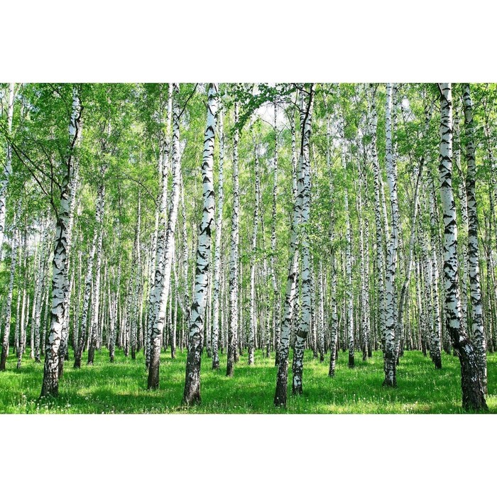 Фотобаннер, 250×150 см, с фотопечатью, люверсы шаг 1 м, с люверсами, «Берёзовая роща», Greengo